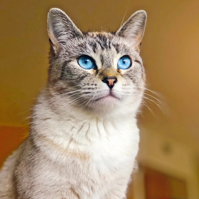 Notatskalender Katte 2025, 30 × 30 cm