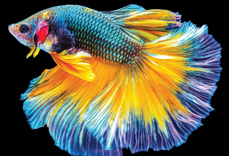 Interdruk puslespil Farverig natur: Fisk 250 brikker