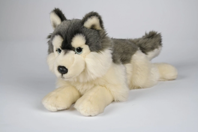 Plys husky