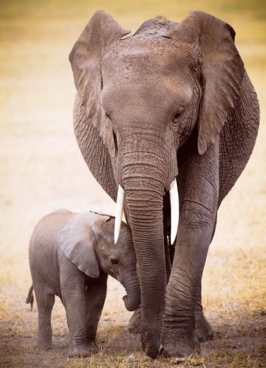 Puslespil Elefant og elefantunge 1000 brikker