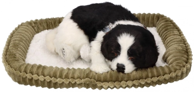 Åndende Border Collie hvalp til adoption