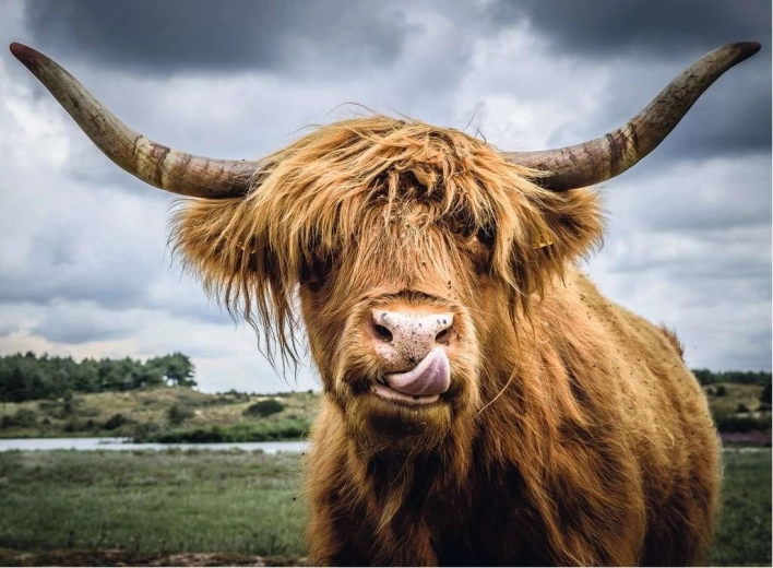 Ravensburger Puzzle Moments Highland Cattle 300 brikker