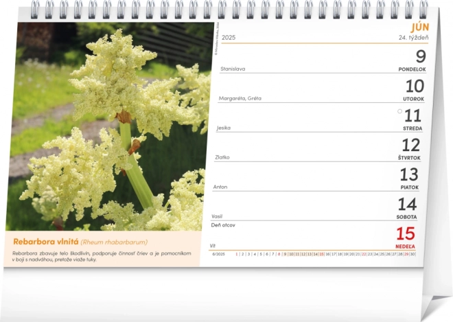 NOTIQUE Bordkalender Naturlægemidler 2025, 23,1 x 14,5 cm