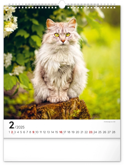 Vægkalender Katte 2025, 30 × 34 cm