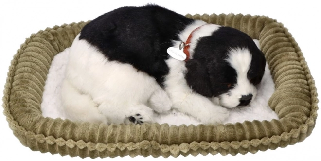 Åndende Border Collie hvalp til adoption