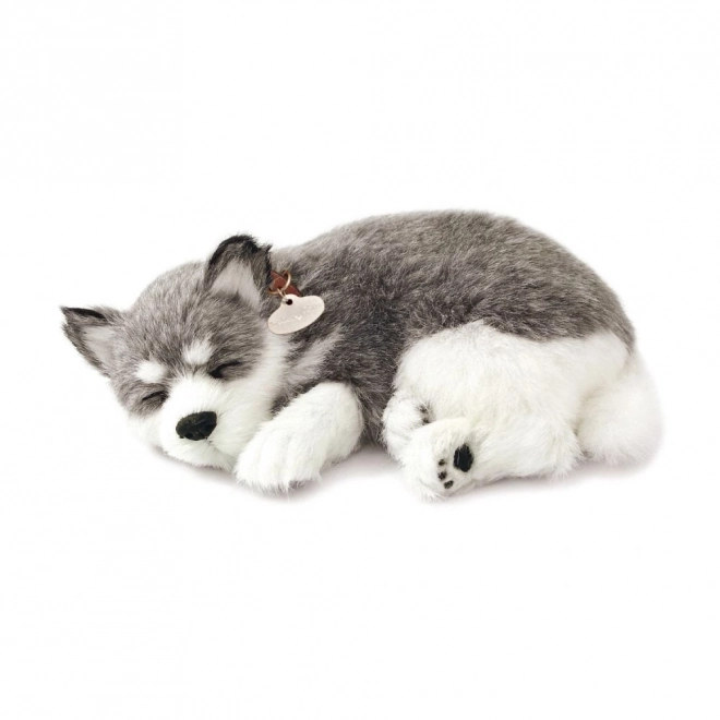 Betagende Alaska Husky bamse