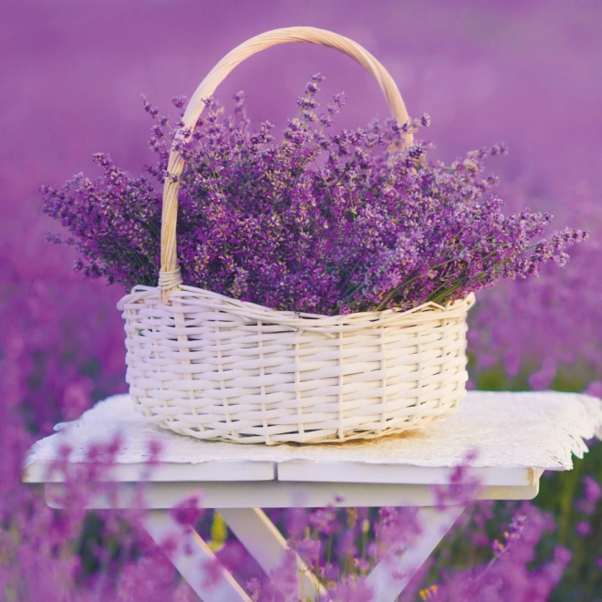 Note kalender Provence 2026