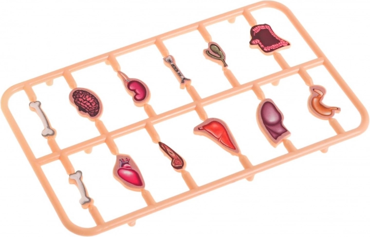 Komplet sæt med 12 organer og opbevaringsrum