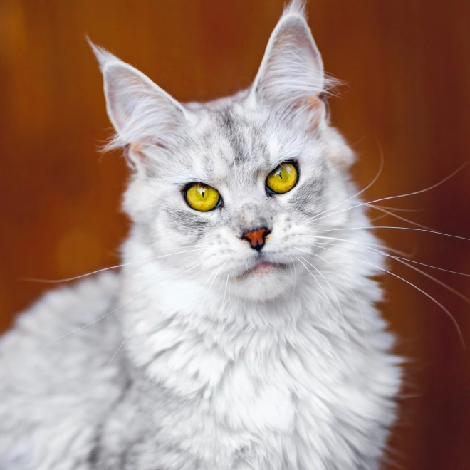 Notatskalender Katte 2025, 30 × 30 cm
