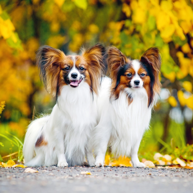 Inspirerende hundefotografier