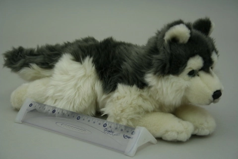 Plys husky