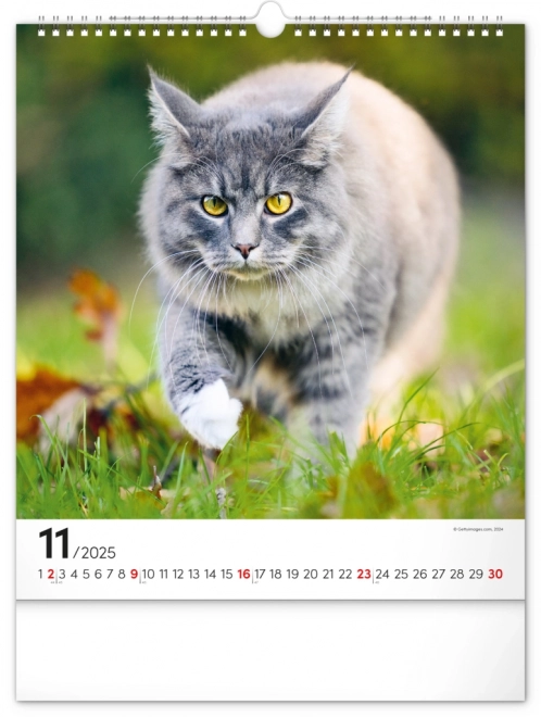 Vægkalender Katte 2025, 30 × 34 cm
