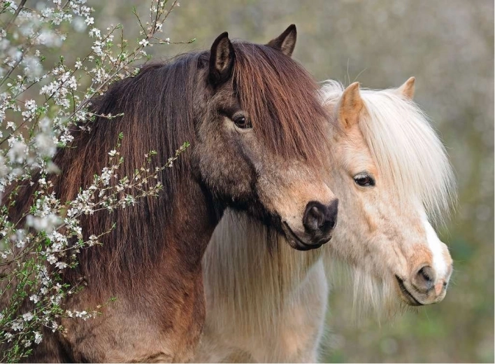 Ravensburger puslespil Perfect Ponies 150 brikker