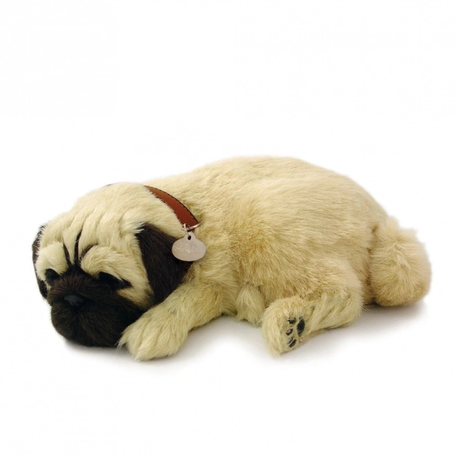 Åndende hvalp mops Perfect Petzzz