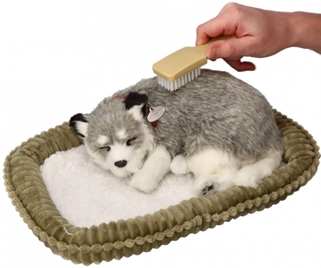 Betagende Alaska Husky bamse