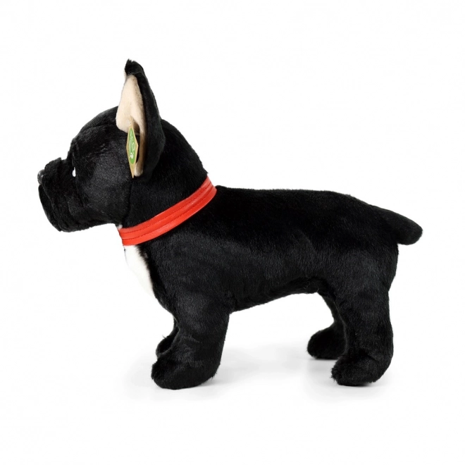 Plys fransk bulldog sort med halsbånd stående 30 cm MILJØVENLIG