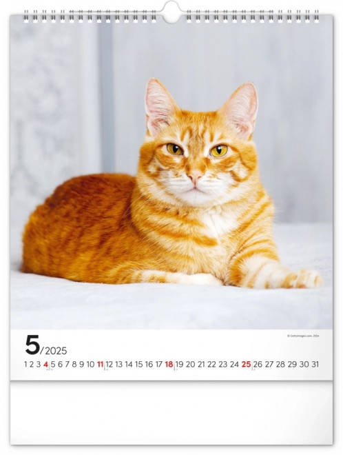 Vægkalender Katte 2025, 30 × 34 cm