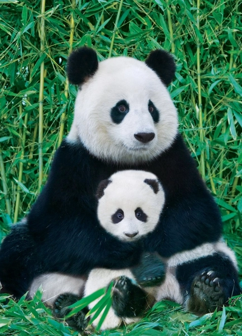 Puslespil EUROGRAPHICS Panda med unge 1000 brikker