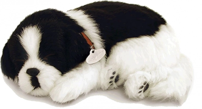 Åndende Border Collie hvalp til adoption