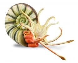 Collecta pleuroceras – ammonitmodel