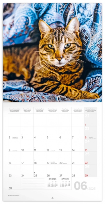 Notatskalender Katte 2025, 30 × 30 cm