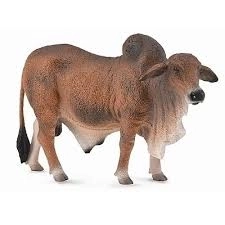 Rød brahmansk tyr