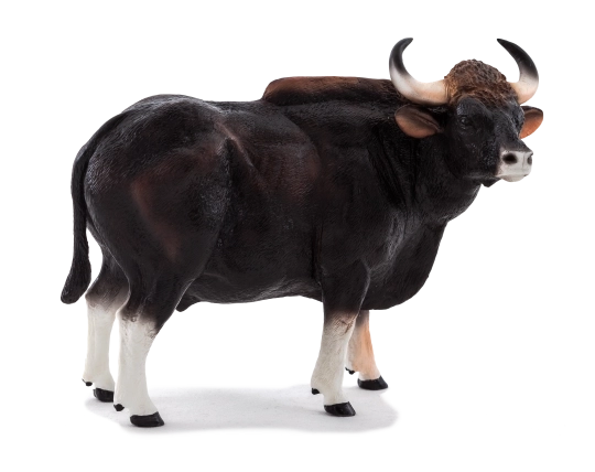 Mojo Gaur tyr