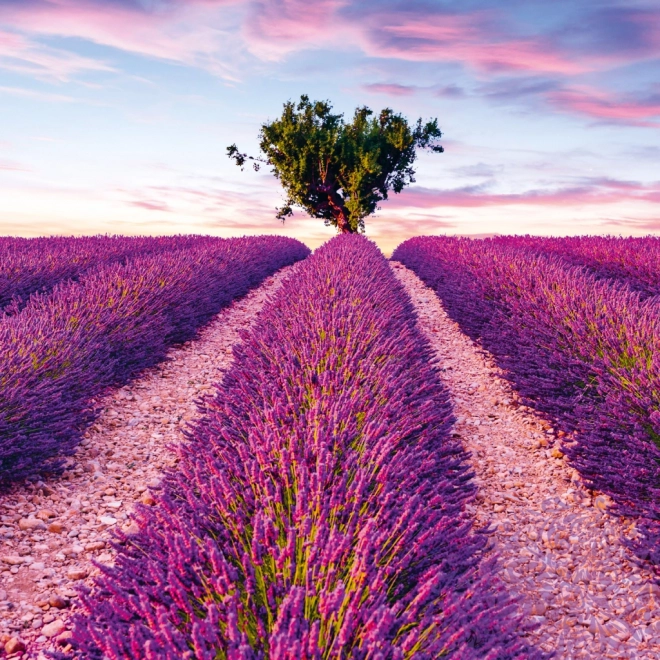 NOTIQUE Notatkalender Provence 2025, duftende, 30 x 30 cm