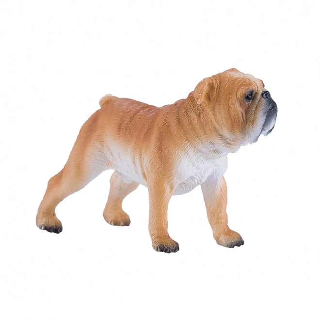 Mojo Engelsk Bulldog