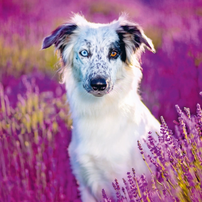 Notekalender Hunde 2025, 30 × 30 cm