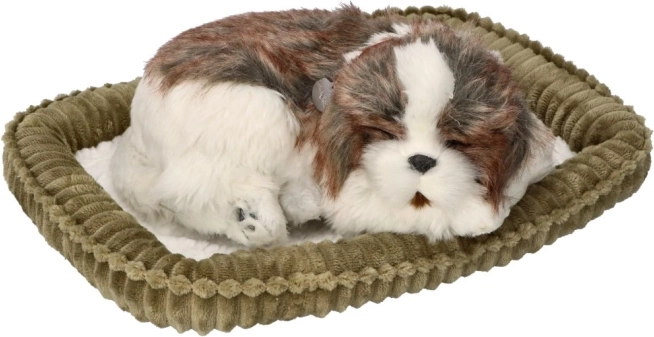 Adoptér mig – åndende Shih Tzu-hvalp