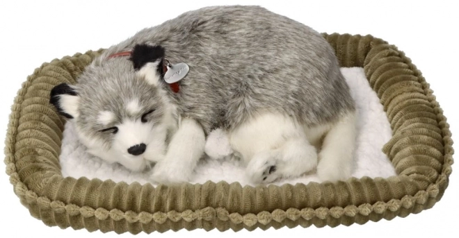Betagende Alaska Husky bamse