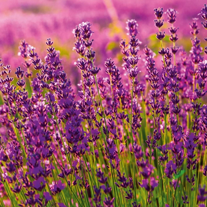 Note kalender Provence 2026