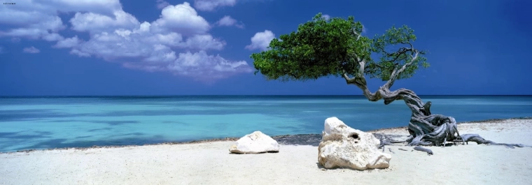 Panoramapuslespil Divi Divi-træ på Aruba 1000 brikker HEYE