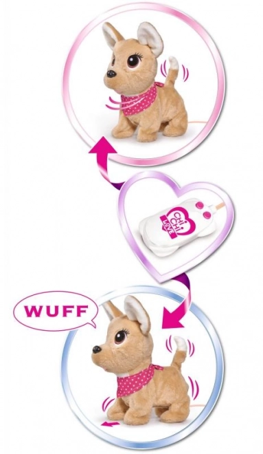 CCL Chihuahua hvalp