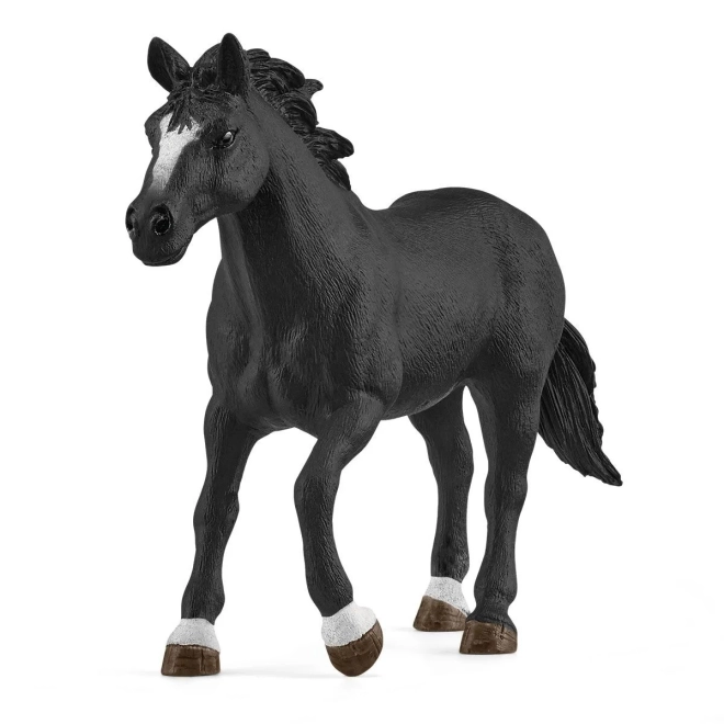 Fantastisk Appaloosa hest