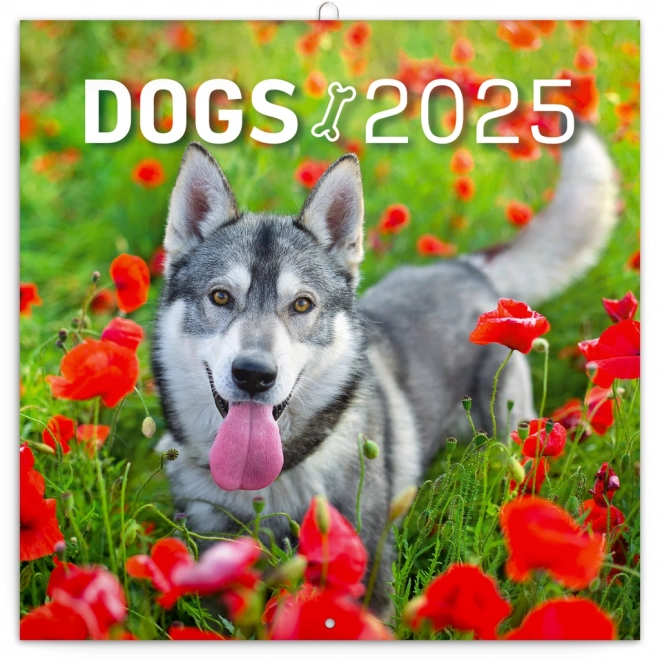 Notekalender Hunde 2025, 30 × 30 cm
