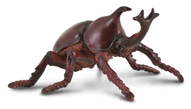 COLLECTA Næsehornsbille kapuciner