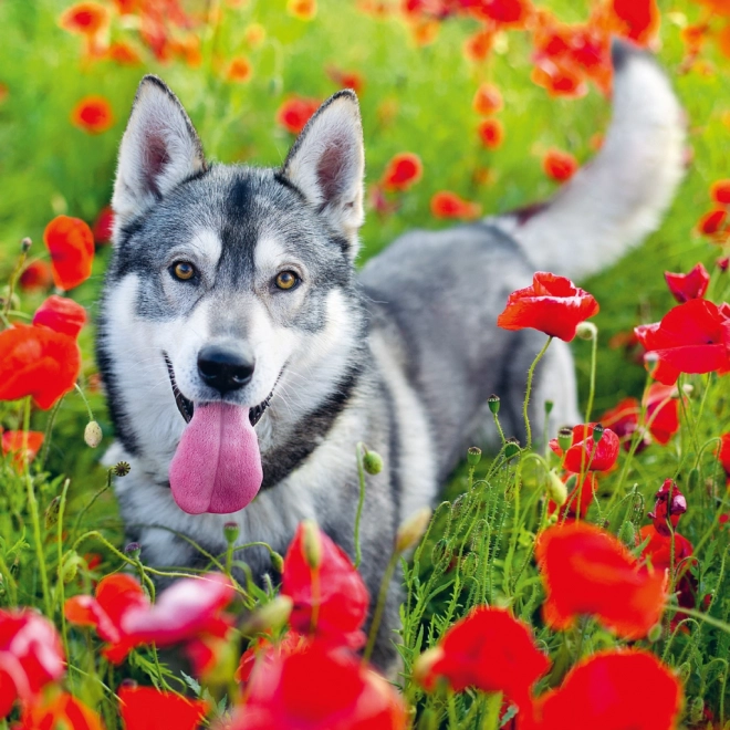 Notekalender Hunde 2025, 30 × 30 cm