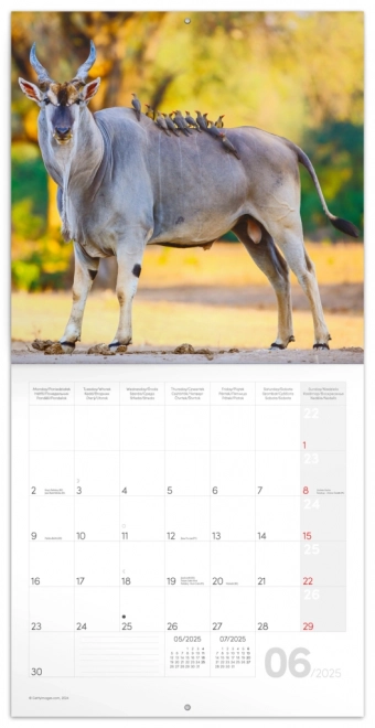 Noteskalender Vilde Afrika 2025, 30 × 30 cm