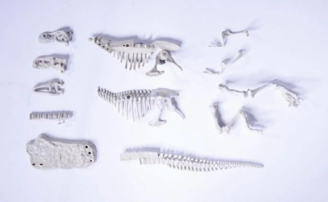 Sæt til udgravning og samling af dinosaurknogler
