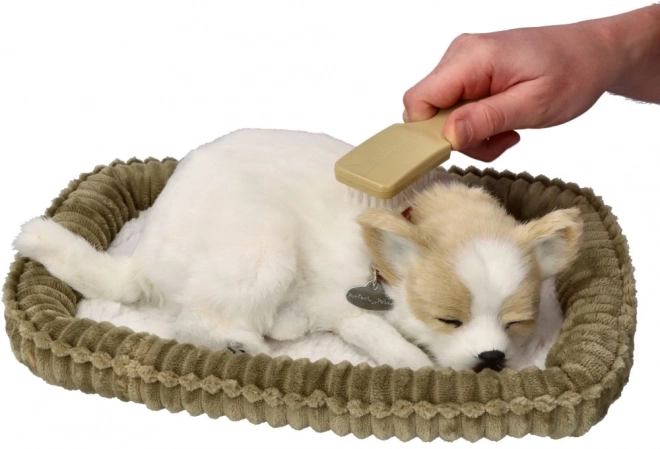 Snorkende Chihuahua Hvalp