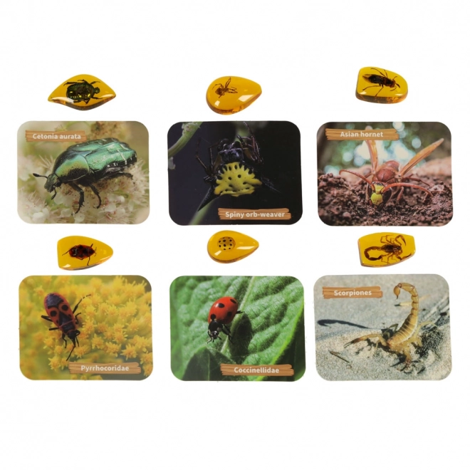 Arkæologisk læringssæt Insekter i Rav