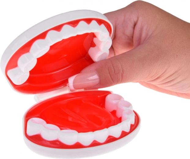 Tandlægehjørne med kæbemodel