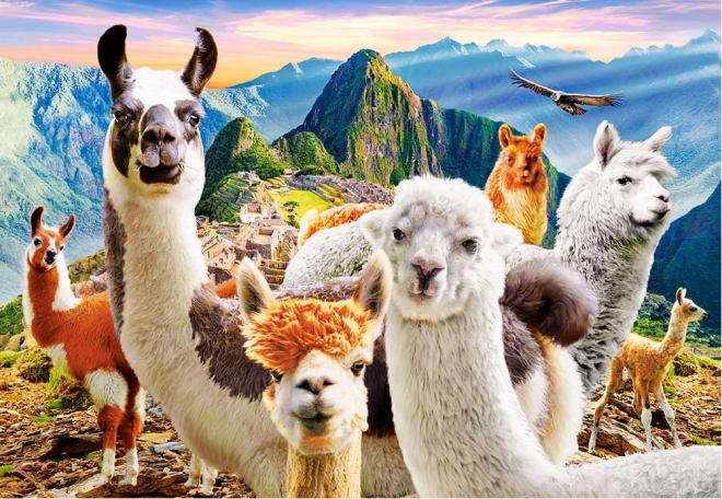 Puslespil 1000 brikker Llamas Selfie