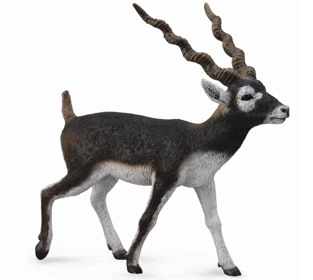 Antilope hjort