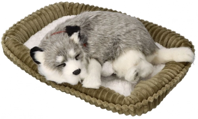 Betagende Alaska Husky bamse