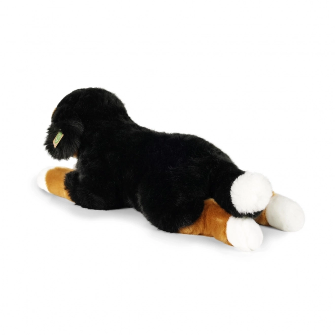 Stor liggende Bernersennen plysbamse 61 cm