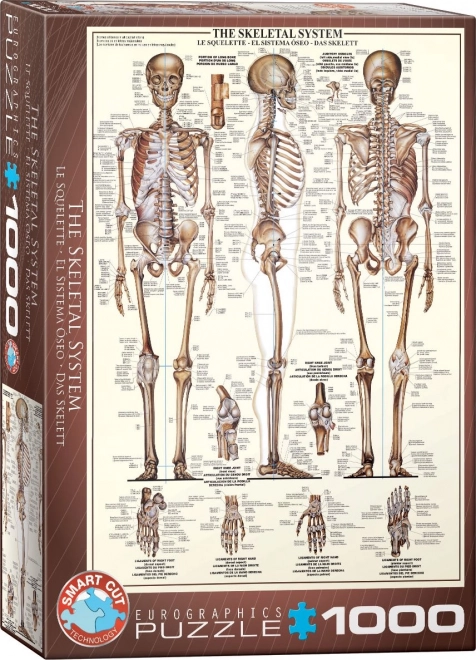 Puslespil Skeletsystem 1000 brikker