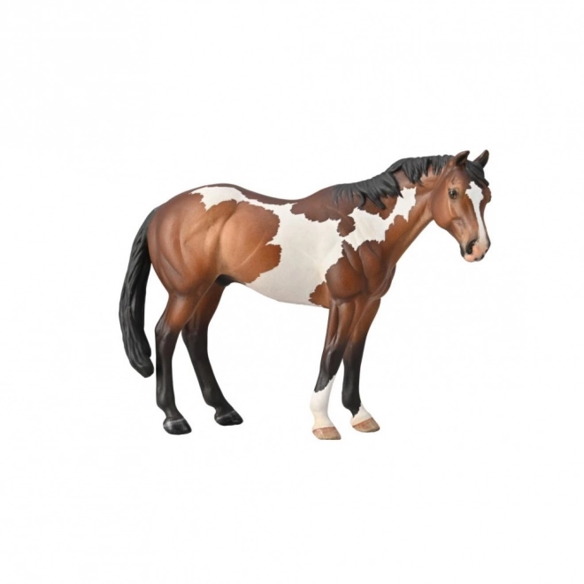 Hingst Appaloosa Bay Overo Paint